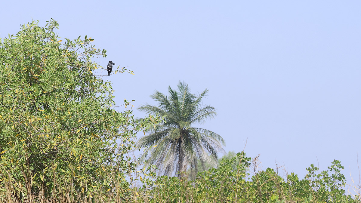 Giant Kingfisher